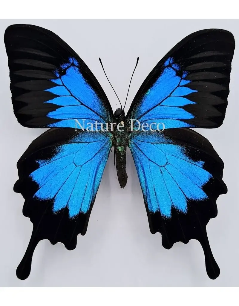 Nature Deco Starter set butterfly mounting DELUXE