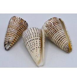 . Conus Leopardus Schelp