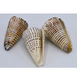 . Conus Leopardus Shell