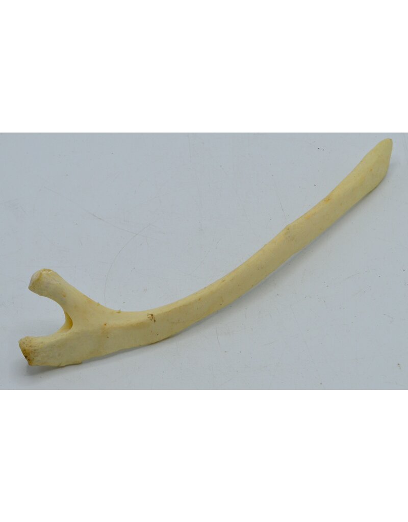 . Ostrich rib bone nr 2