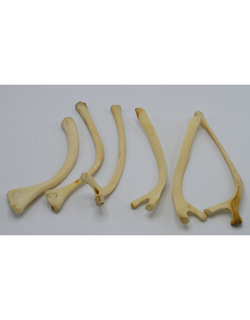 . Ostrich rib bone nr 2