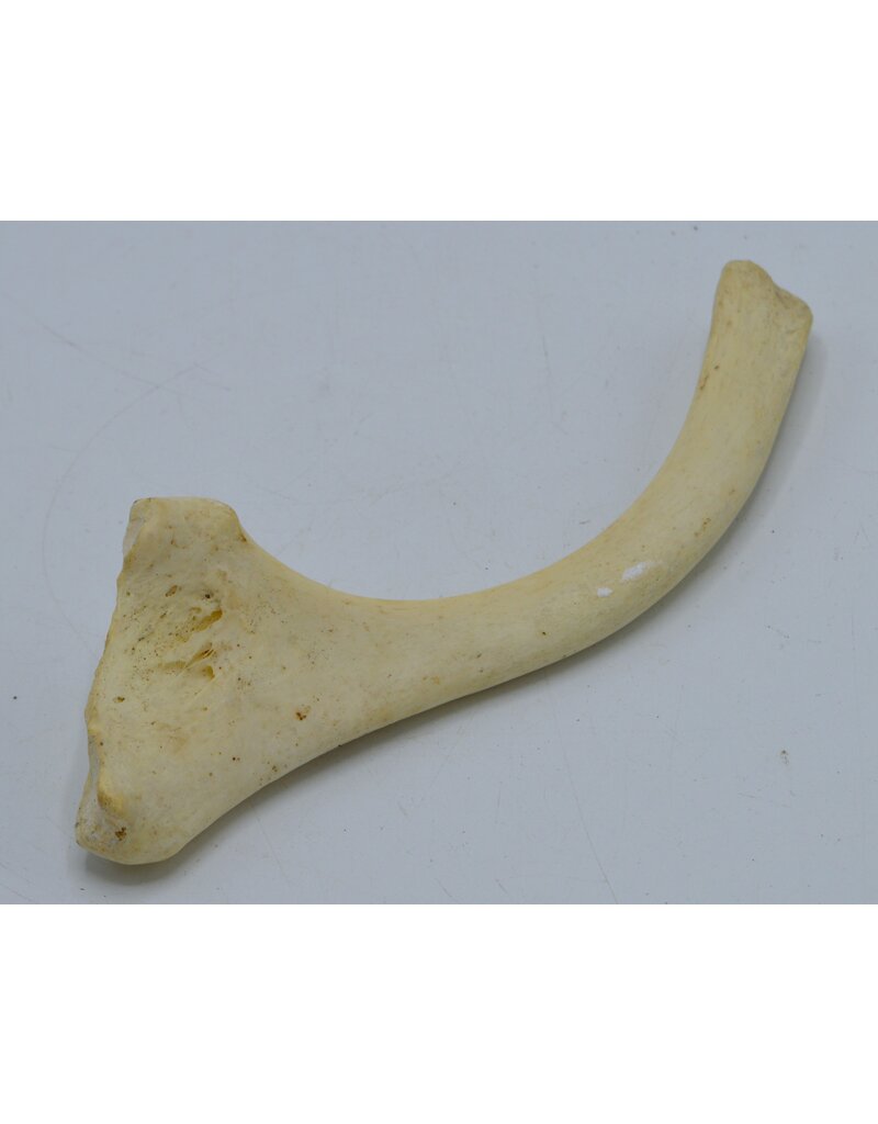 . Ostrich rib bone nr 3