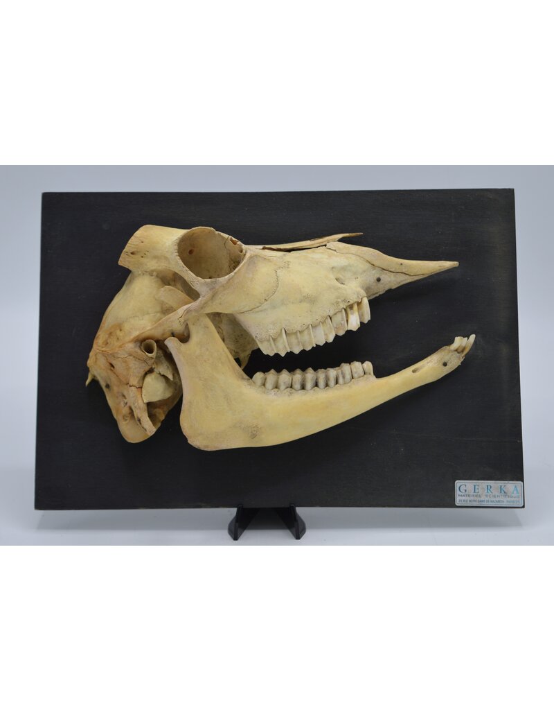 Anique Sheep skull Gerka