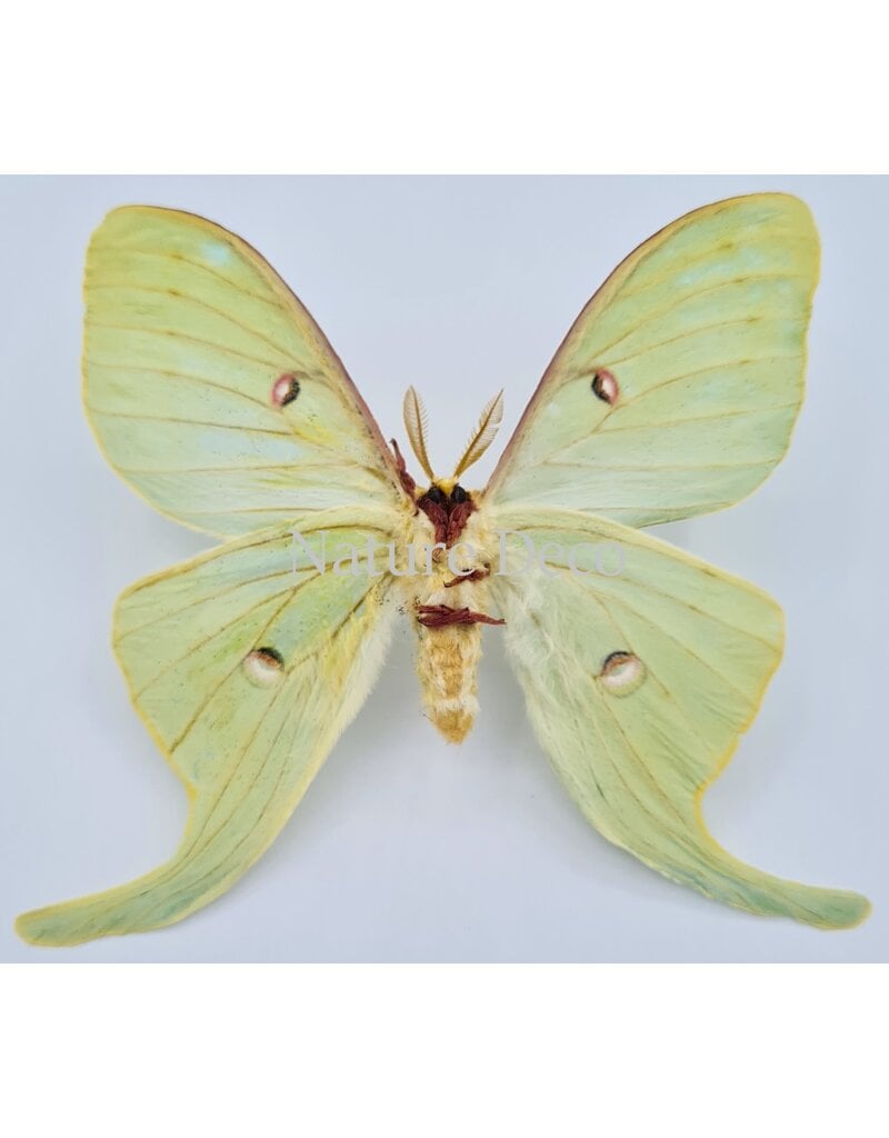 . Ongeprepareerde Actias Luna