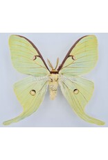 . Ongeprepareerde Actias Luna