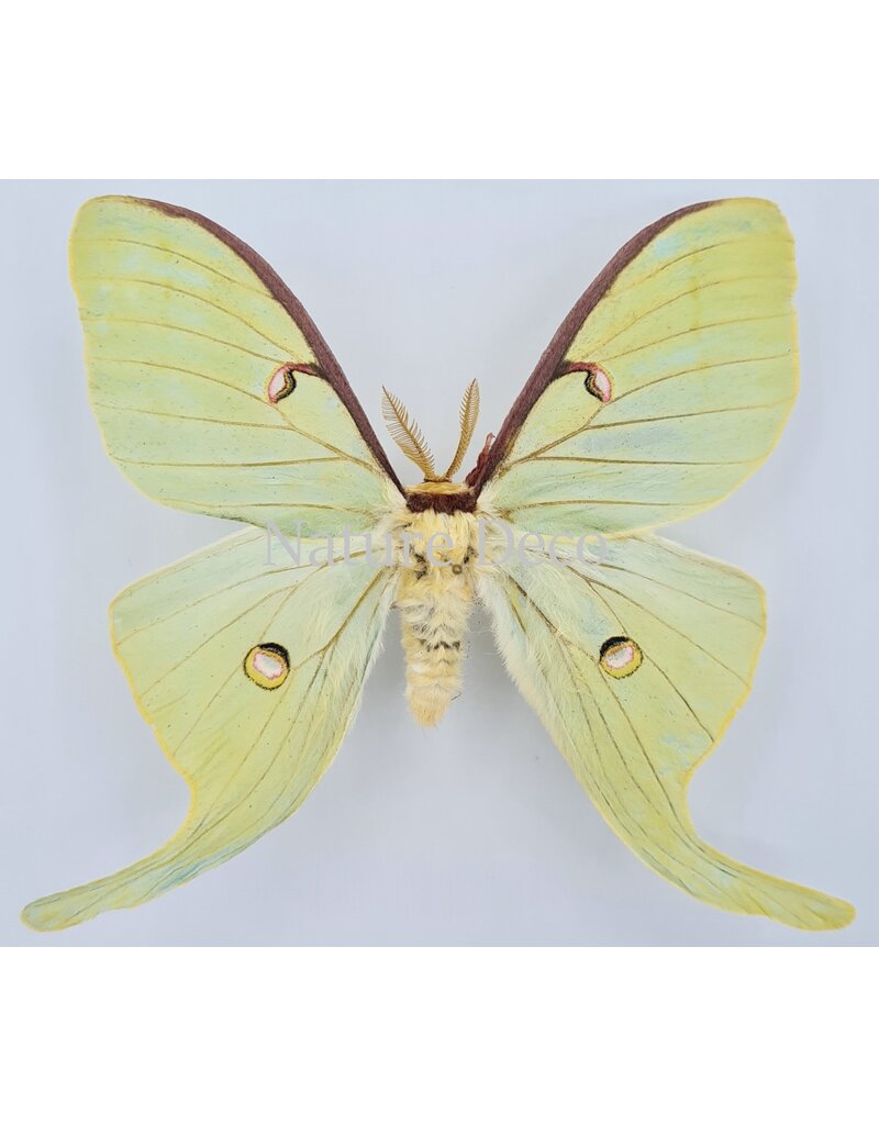 . Ongeprepareerde Actias Luna