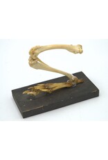 . Antique Rabbit Paw skeleton Gerka