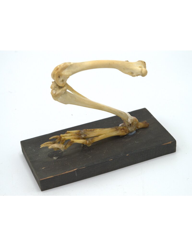 Antique Rabbit Paw skeleton Gerka
