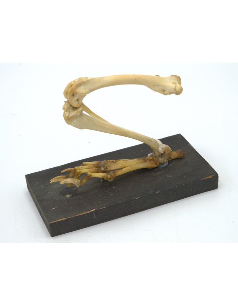 . Antique Rabbit Paw skeleton Gerka