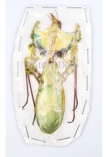 . Unmounted / dried Idolomantis diabolica (devils mantis)