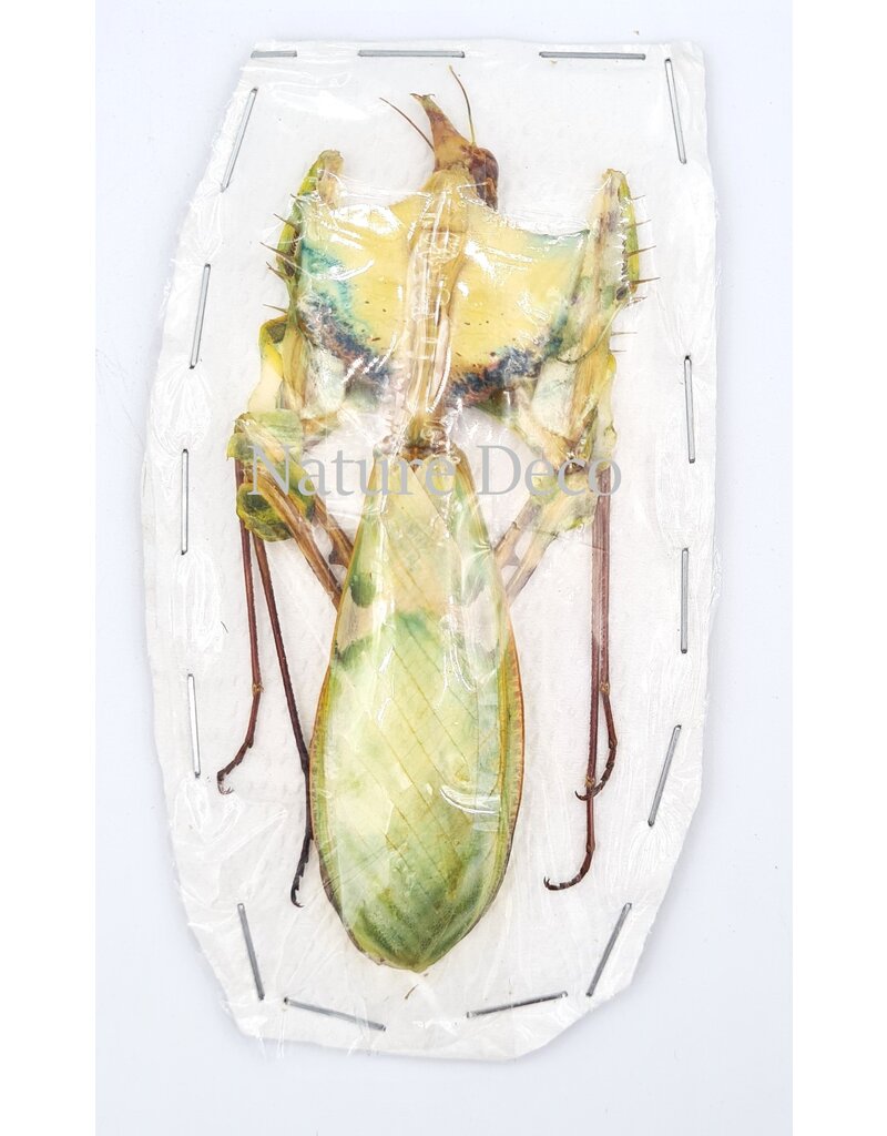 . Unmounted / dried Idolomantis diabolica (devils mantis)