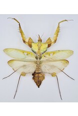 . Unmounted / dried Idolomantis diabolica (devils mantis)