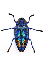 . Ongeprepareerde Polybothris Sumptuosa Gemma blauw