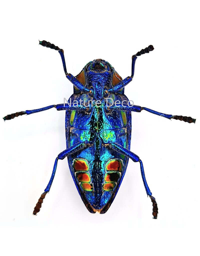 . Ongeprepareerde Polybothris Sumptuosa Gemma blauw