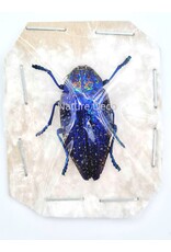 . Ongeprepareerde Polybothris Sumptuosa Gemma blauw