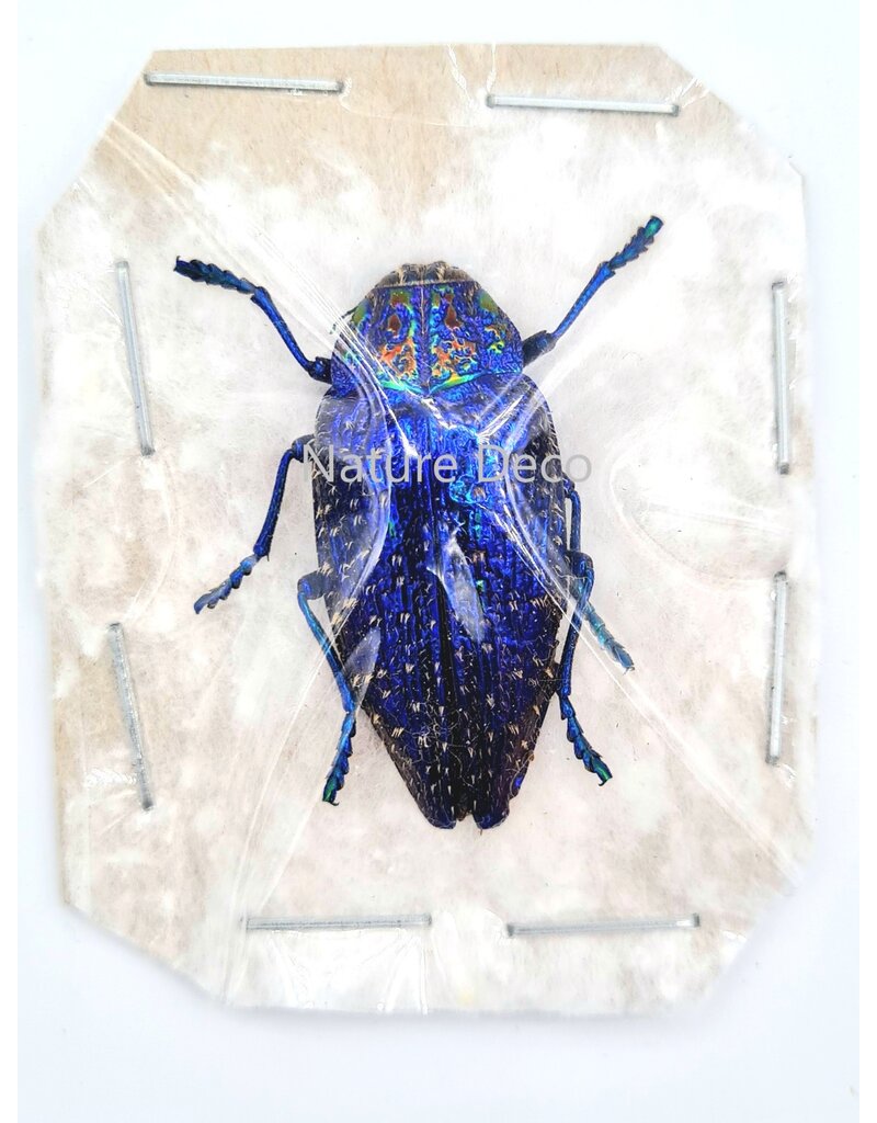 . Ongeprepareerde Polybothris Sumptuosa Gemma blauw