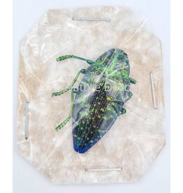 . Unmounted Polybothris Sumptuosa green