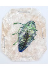 . Unmounted / dried Polybothris Sumptuosa green