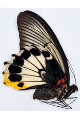 . Ongeprepareerde Papilio Memnon