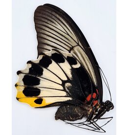 . Ongeprepareerde Papilio Memnon