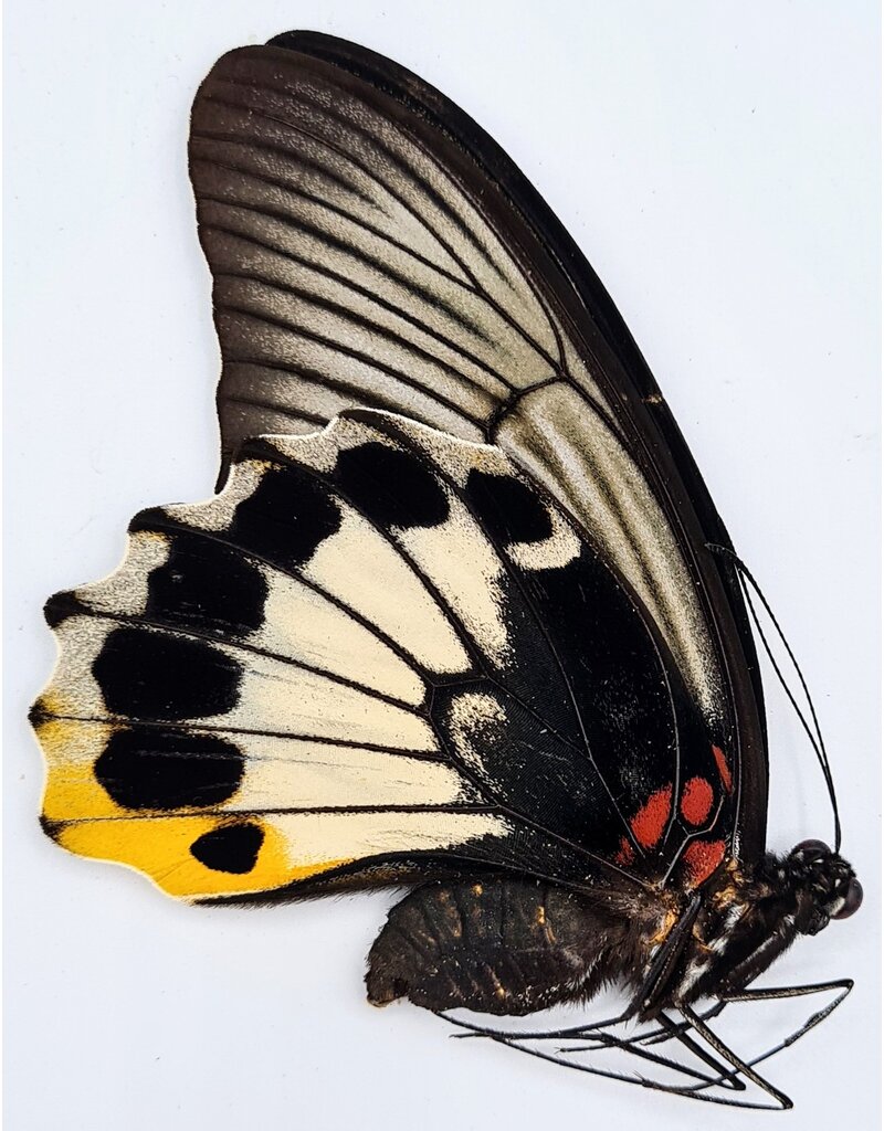 . Ongeprepareerde Papilio Memnon