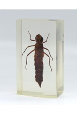 . Insect in hars #31 7 x 4cm