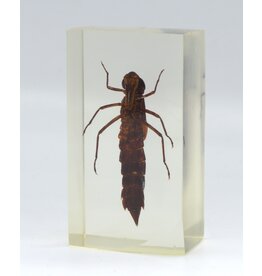 . Insect in resin #31