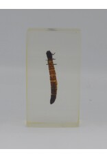 . Insect in hars #32 7 x 4cm