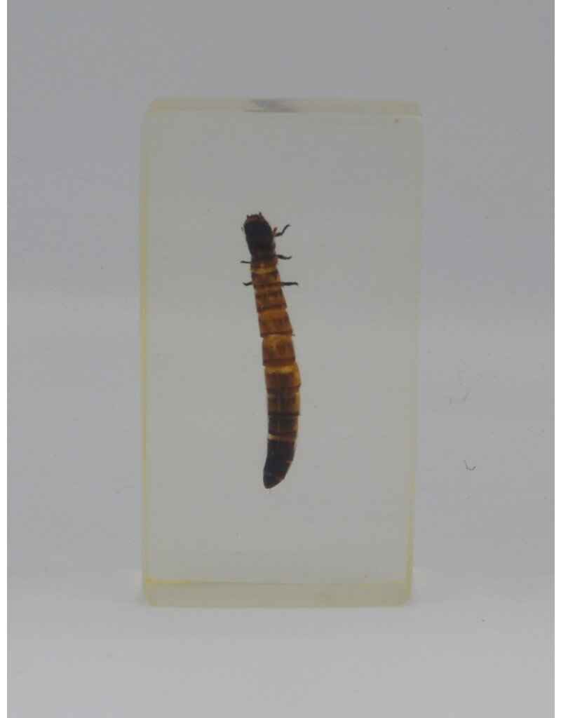 . Insect in resin #32 7 x 4cm