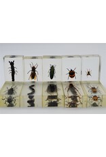 . Insect in resin #35 7 x 4cm