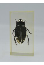 . Insect in resin #38 7 x 4cm