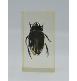 . Insect in resin #38