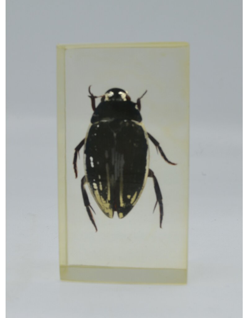 . Insect in resin #38 7 x 4cm