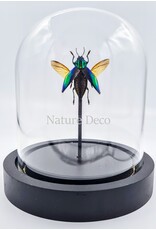 Nature Deco Cyphogastra calepyga spread in led glass dome 12 x 13,5cm