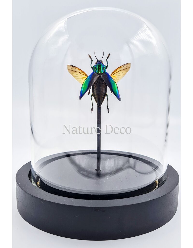 Nature Deco Cyphogastra calepyga spread in led glass dome 12 x 13,5cm