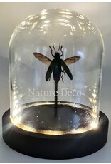 Nature Deco Demochroa detanii spread in led glass dome 12 x 13,5cm