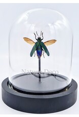 Nature Deco Demochroa detanii spread in led glass dome 12 x 13,5cm