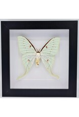 Nature Deco Actias Sinensis female in luxury 3D frame 17 x 17cm