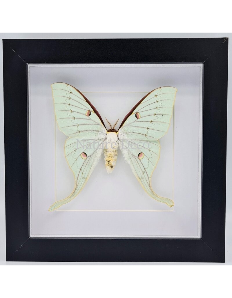 Nature Deco Actias Sinensis female in luxury 3D frame 17 x 17cm