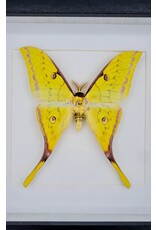 Nature Deco Actias Sinensis male in luxury 3D frame 17 x 17cm