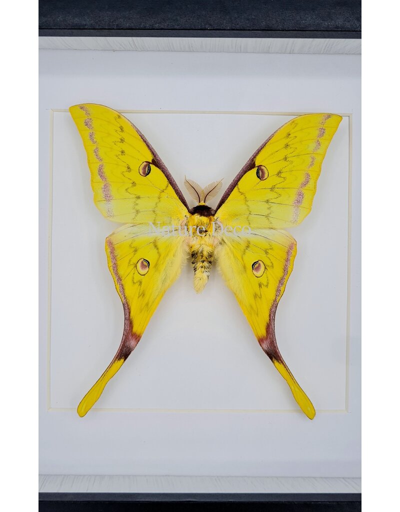 Nature Deco Actias Sinensis male in luxury 3D frame 17 x 17cm