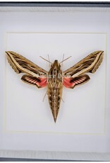 Nature Deco Hippotion Celerio (Wingerdpijlstaart) in luxe 3D lijst 12 x 12cm