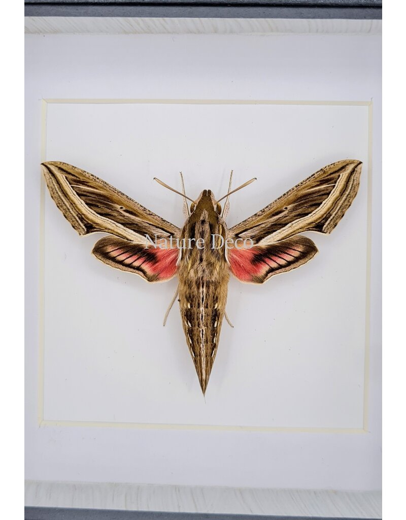 Nature Deco Hippotion Celerio (Wingerdpijlstaart) in luxe 3D lijst 12 x 12cm