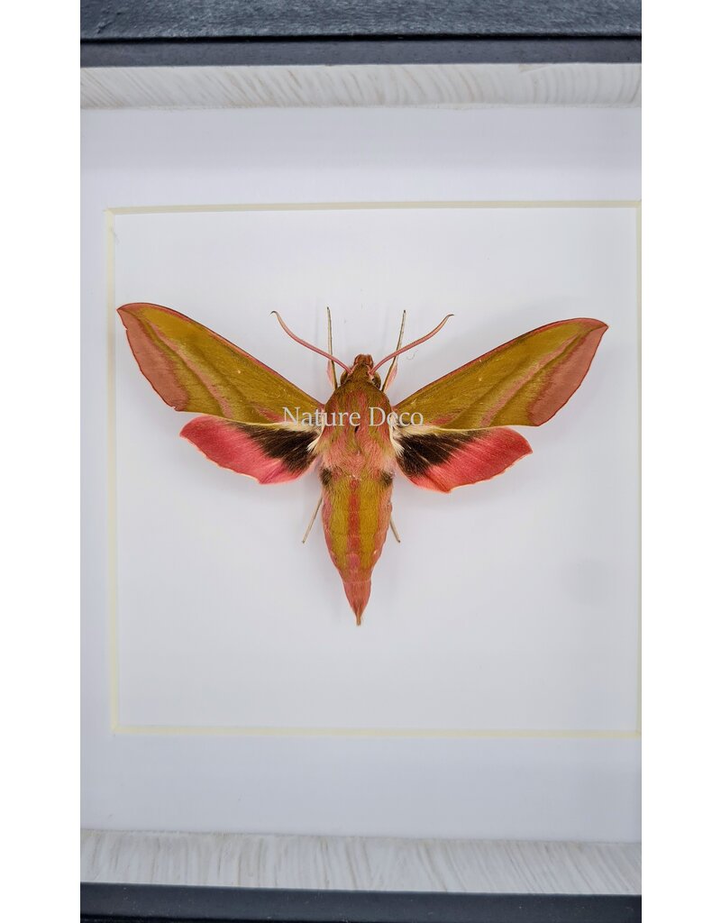 Nature Deco  Deilephila Elpenor (Groot avondrood) in luxe 3D lijst 12 x 12cm