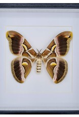 Nature Deco Samia Ricini in luxury 3D frame  17 x 17cm