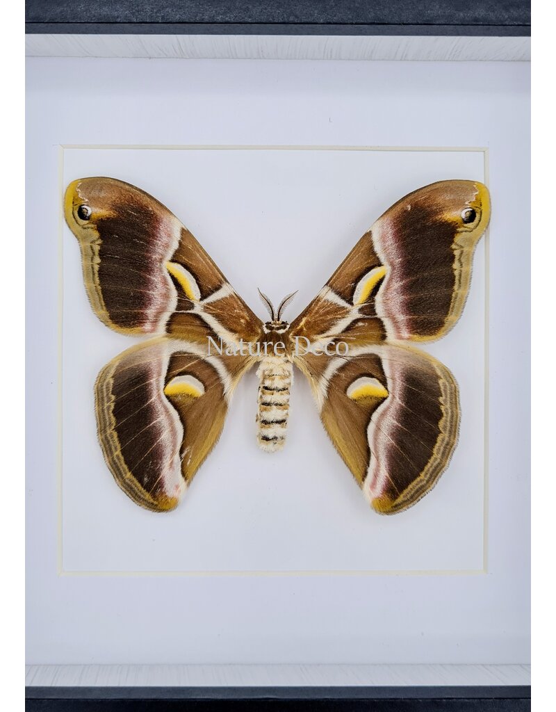 Nature Deco Samia Ricini in luxury 3D frame  17 x 17cm