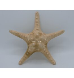 . Starfish xxl