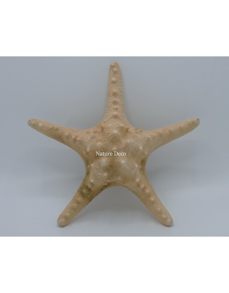 . Starfish luxury xxl