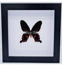 Nature Deco Pachiliopta  Kotzebuea in luxe 3D lijst