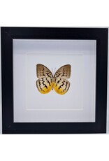 Nature Deco Melanocyma Faunula  in luxury 3D frame 17 x 17cm